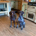 Flooring for Pet Owners: Scratch-Resistant, Stain-Proof, and Easy-Clean Options